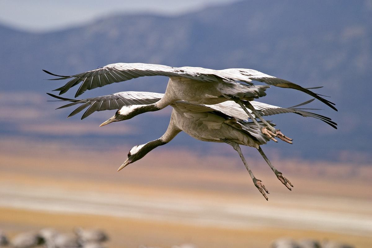 Qué ocurre cuando un pájaro atraviesa la LOS de un enlace de microondas? –  BorrowBits