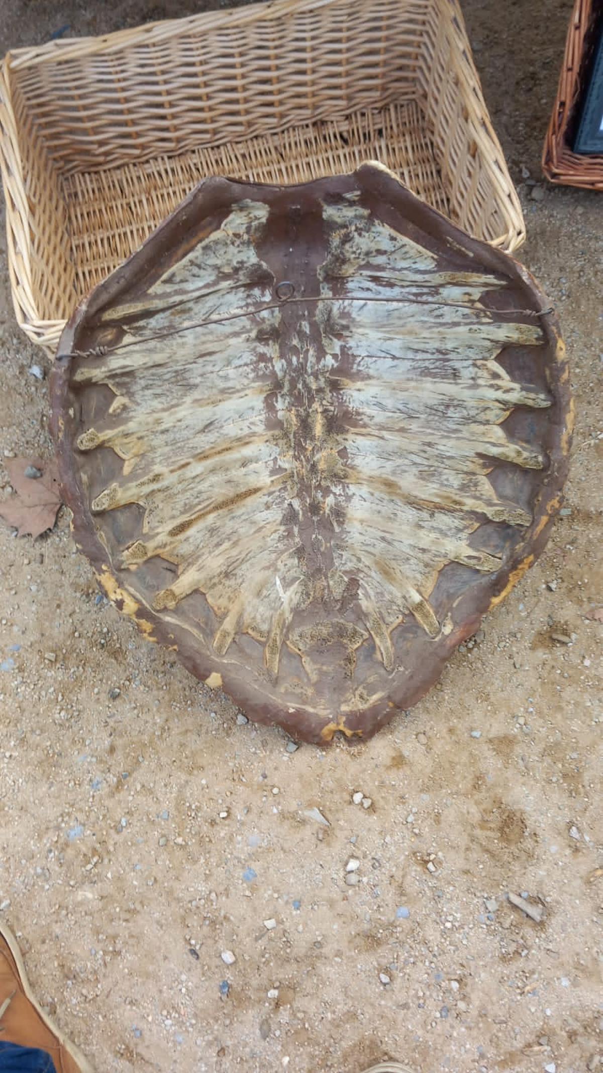 Dues escopetes antigues i una closca de tortuga protegida en un dispositiu dels Mossos al mercat de segona mà de Celrà