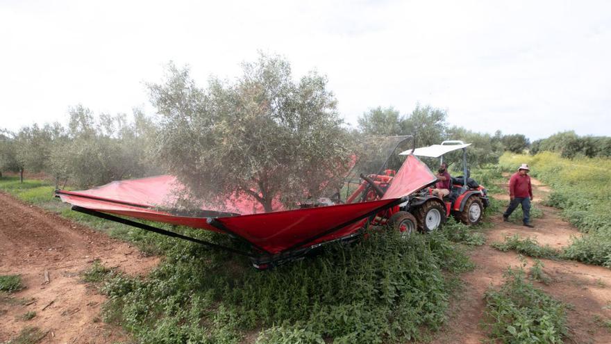 Tareas de recolección de aceituna el año pasado en Can Llaudis, en ses Salines. | V.MARÍ