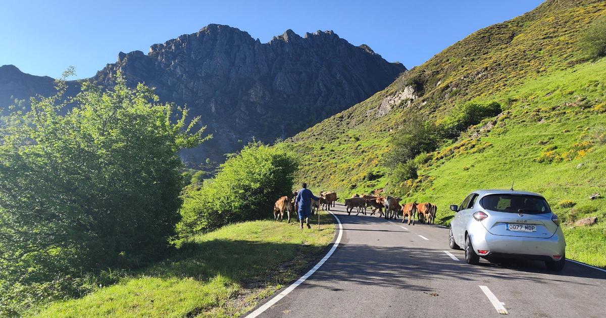 Ganado transitando por la carretera de la vertiente asturiana del Puerto Pinos, este pasado verano.