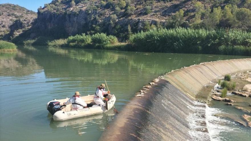 La retirada de miles de peces muertos entre Montroi y Alfarb por el vertido en el Magro se prolongará toda la semana