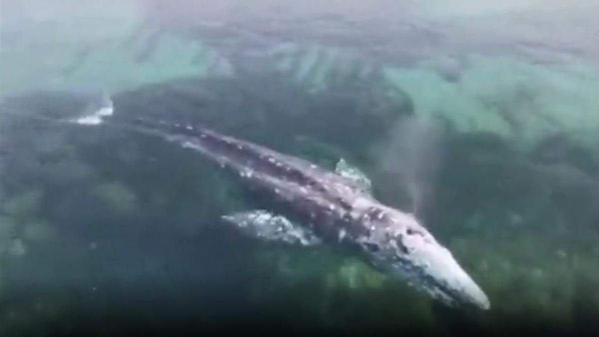 La odisea de Wally en el Mediterráneo: una ballena gris del Pacífico llega a Mallorca