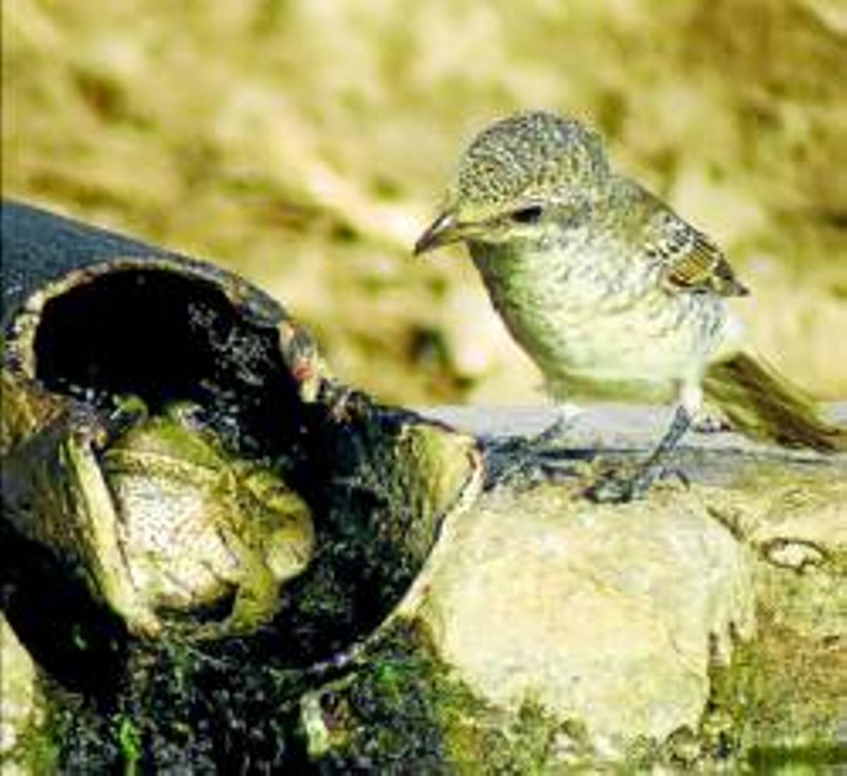 Antonio Pestana se alza con el premio internacional de fotografía Nactus 2012