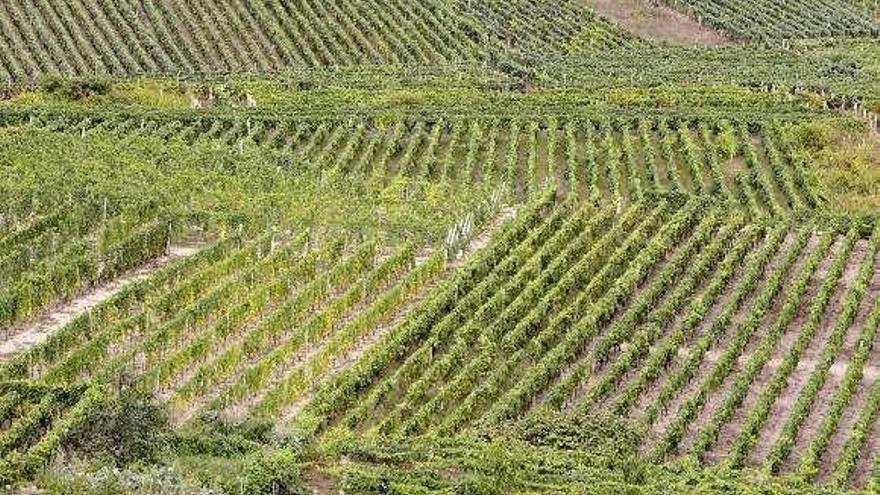 Viñedos de Beade en O Ribeiro. // Brais Lorenzo