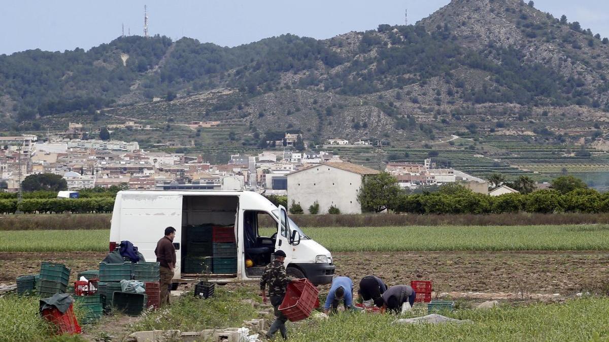 Temporeros trabajando en un campo de Xàtiva, días atrás.