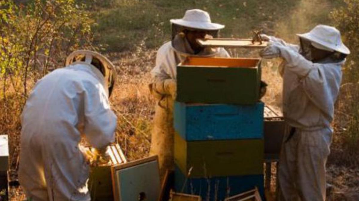 La Raya, un paraíso de 11.000 colmenas que mantienen a 136 familias 