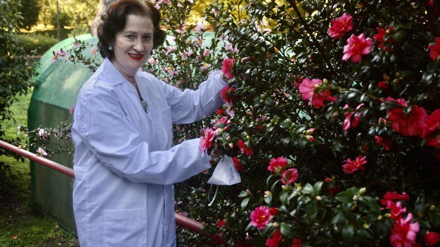 El jardín de camelias de Areeiro, reconocido internacionalmente por la Sociedad Internacional de la Camelia