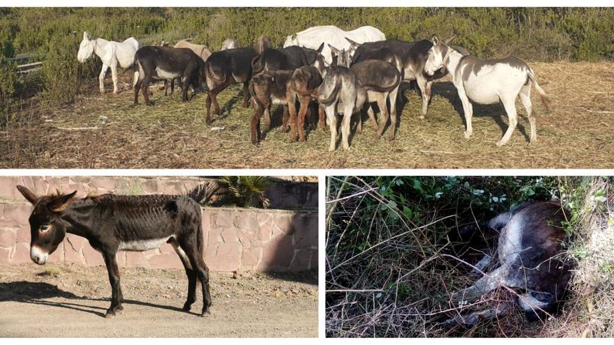 Los 10 momentos del caso de los burros del Desert de les Palmes: se cumple un año del escándalo