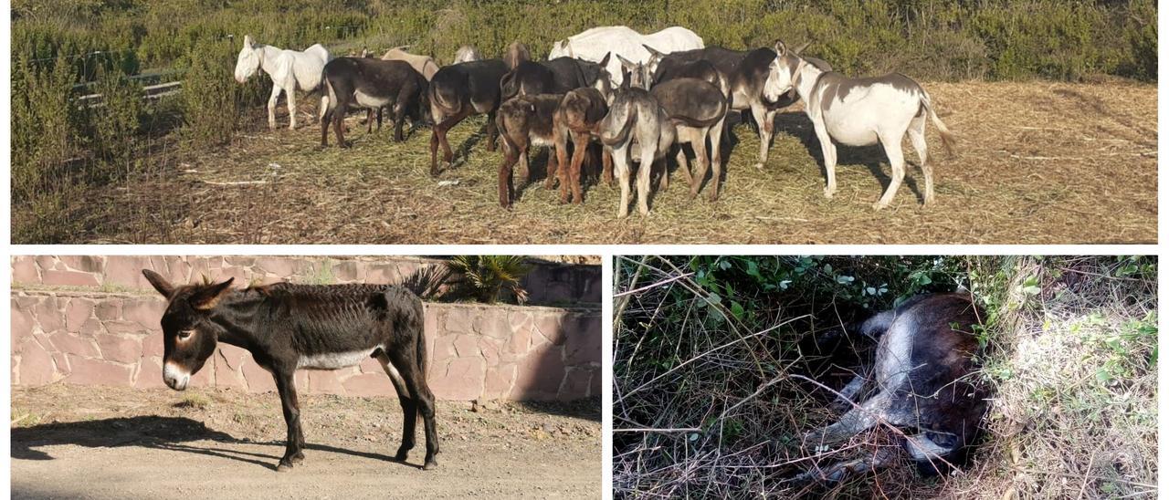 El caso de la muerte de los burros cumple un año.