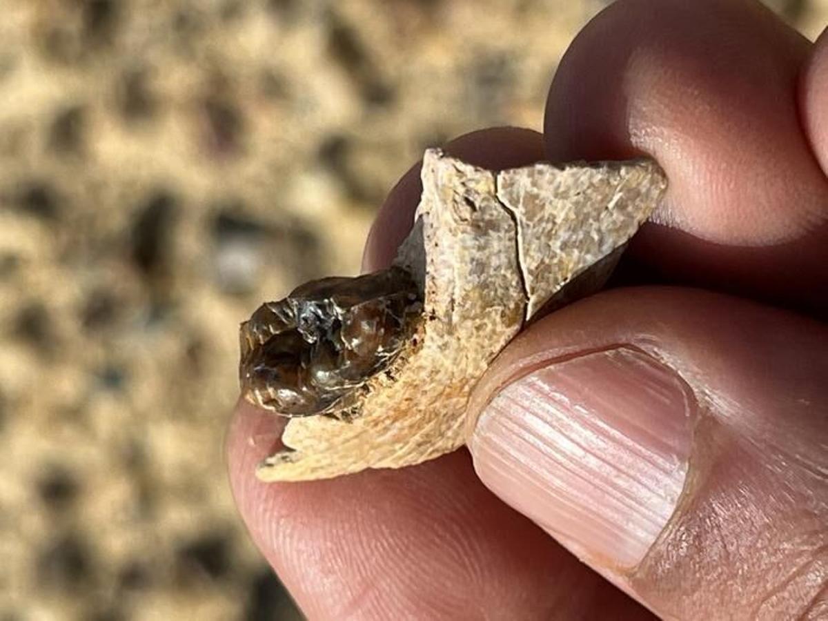 Fragmento de la mandíbula de un Masripithecus moghraensis en el momento del descubrimiento. Crédito: Professor Hesham Sallam