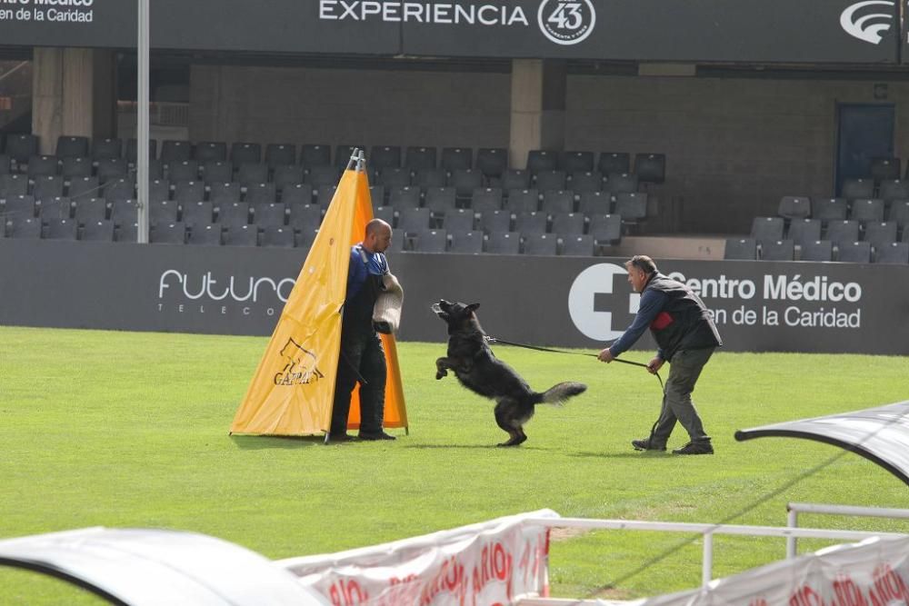 Campeonato de España de perros en Cartagena