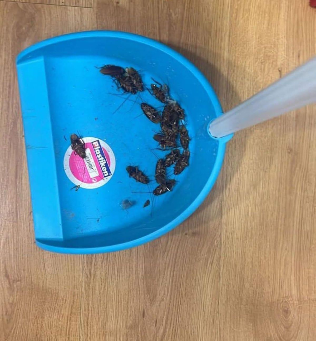 Cucarachas recogidas en una oficina de Plasencia.