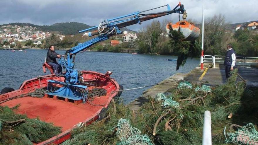 Una grúa carga las ramas de pino en el barco en Cesantes para trasladarlas al vivero tradicional. // Sira Pereira
