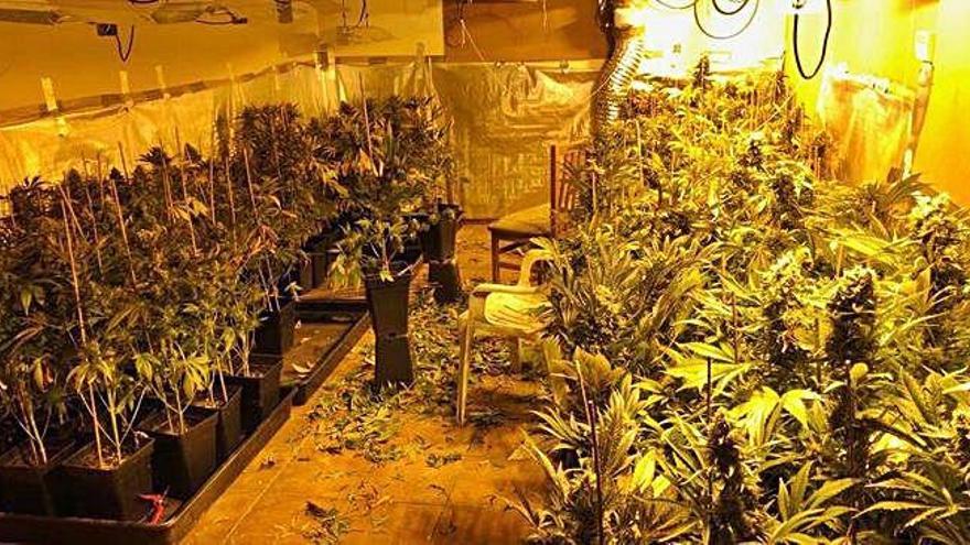 Una imatge de la plantació confiscada