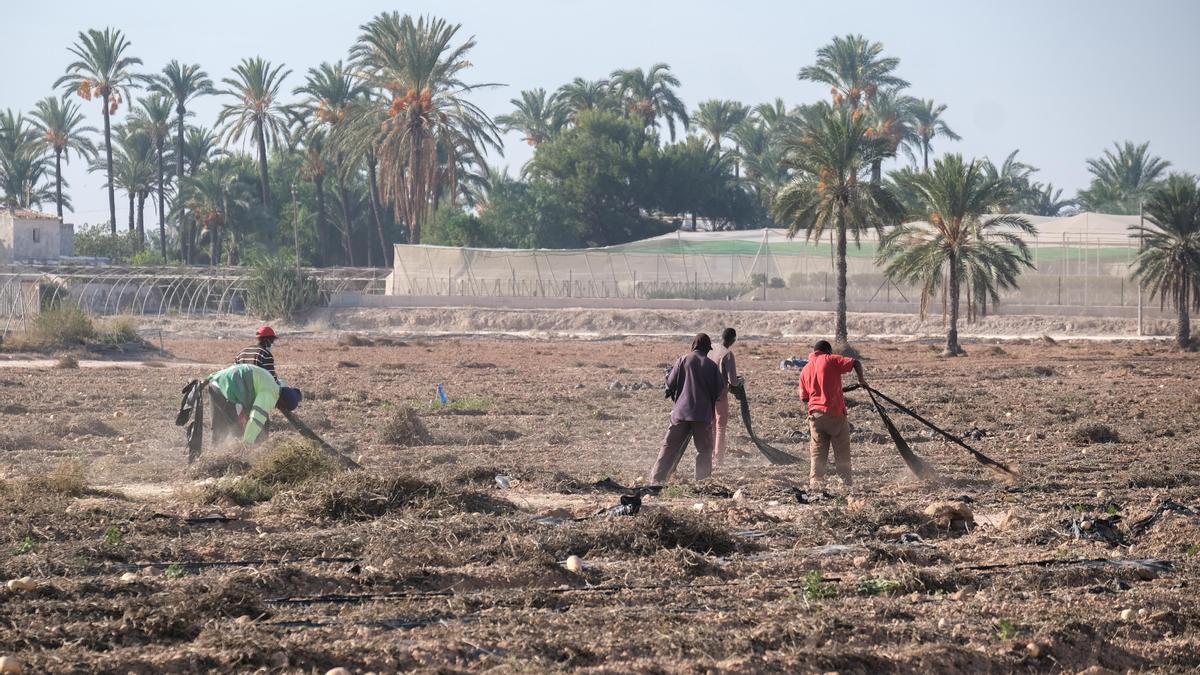 Agricultores en una finca del Camp d'Elx afectada por los recortes del Trasvase