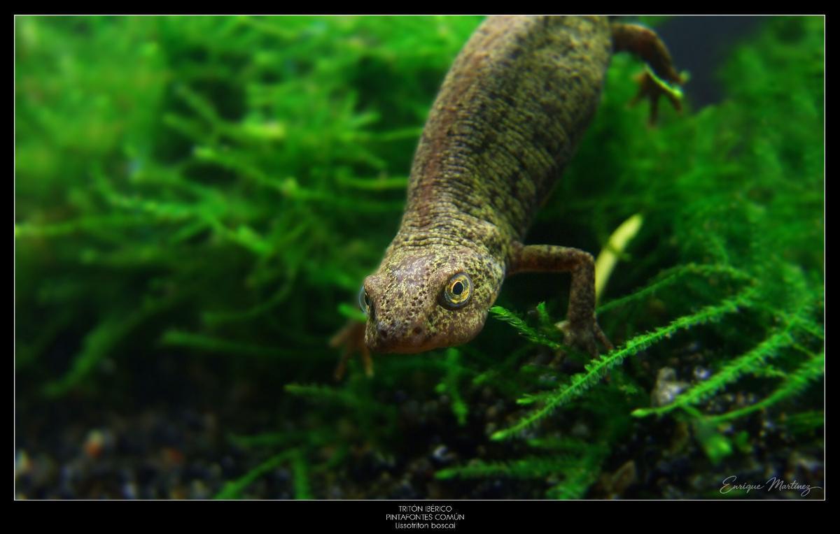 Del ciervo volante a la cobra de agua viperina: los disparos (fotográficos) de un militar que documenta la fauna de Muros-Noia Del ciervo volante a la cobra de agua viperina: los disparos (fotográficos) de un militar que documenta la fauna de Muros-Noia