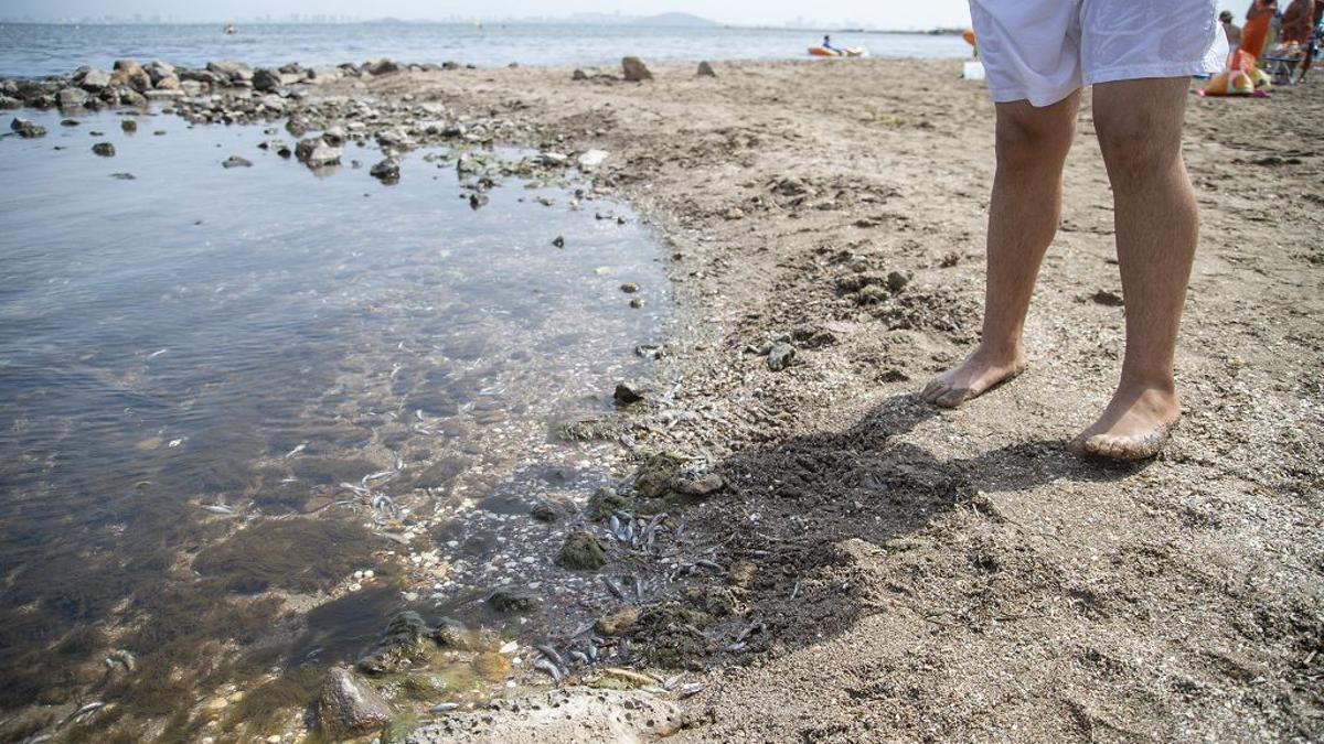 Así amanecieron las playas del Mar Menor.