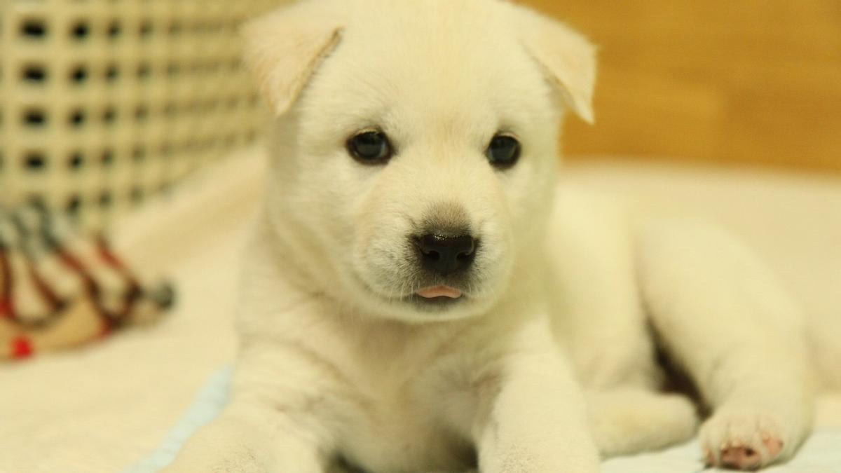 Un cachorro de Chindo o Jindo coreano.