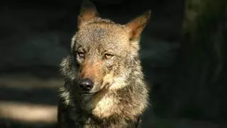 Bruselas propone rebajar el estatus actual de protección del lobo