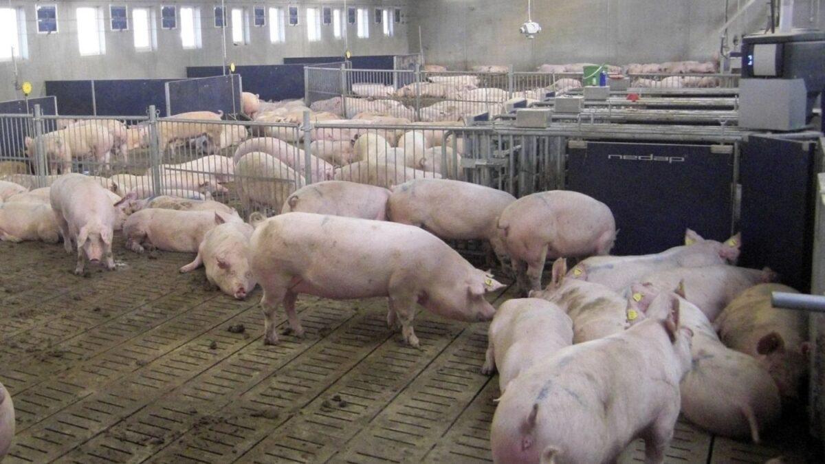La ‘España vaciada’ se subleva contra las macrogranjas de cerdos