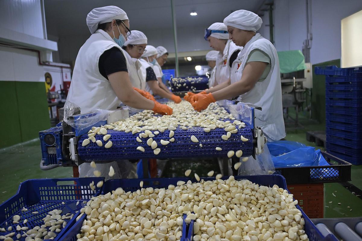 Triaje de ajos pelados en la sede central de Ajos Imperio en Benejúzar.