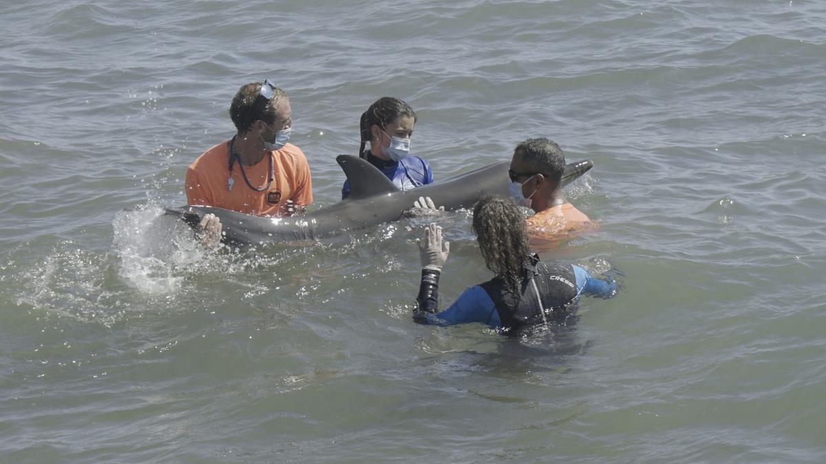 Delfín varado en la playa de la Pobla de Farnals