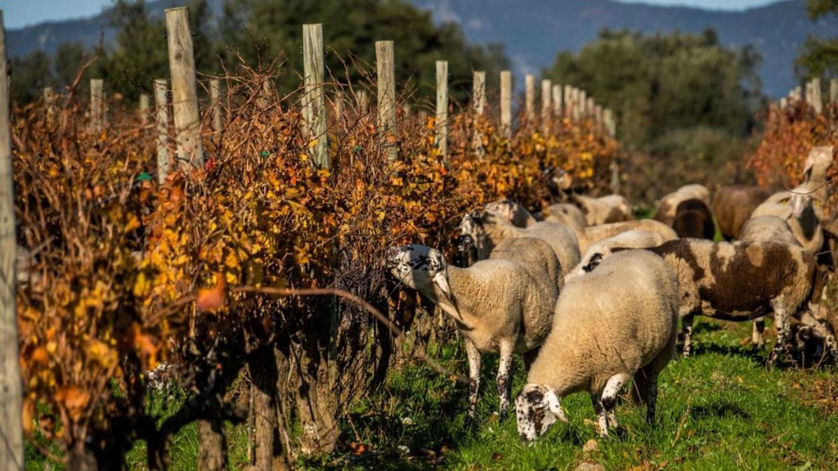 El Celler La Vinyeta ofereix nombroses activitats en un entorn privilegiat. | LA VINYETA