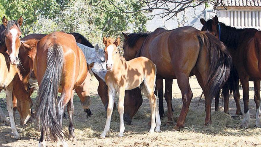 Los caballos son atendidos por el concejal de Medio Ambiente desde hace un mes.  // Carmen Giménez