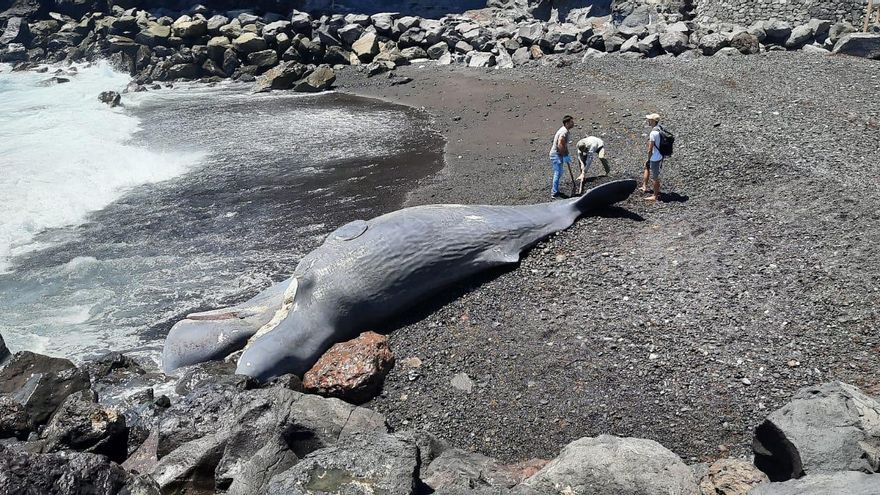 La necropsia confirma que el cachalote hallado en Tenerife murió por un corte brutal en la cabeza