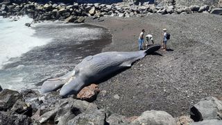 Hallan muerto un cetáceo en la costa sur de Tenerife