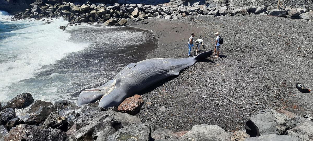 Cetáceo varado en Los Roques