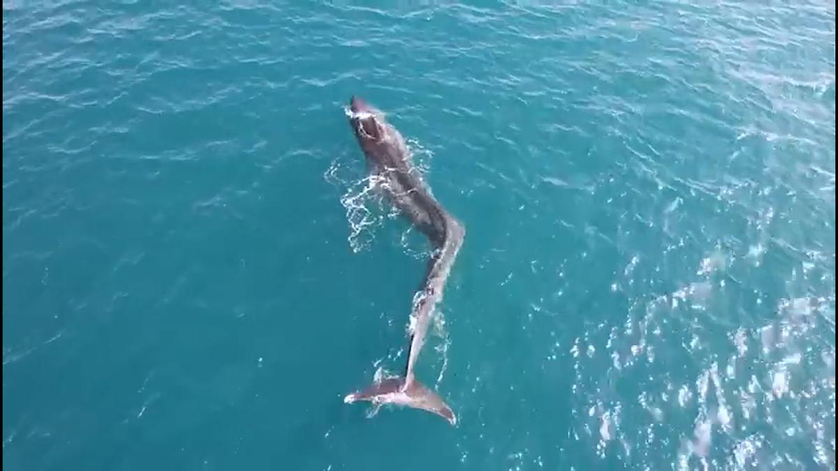 La Guardia Civil localiza una ballena desorientada a dos millas de la playa en Cullera.