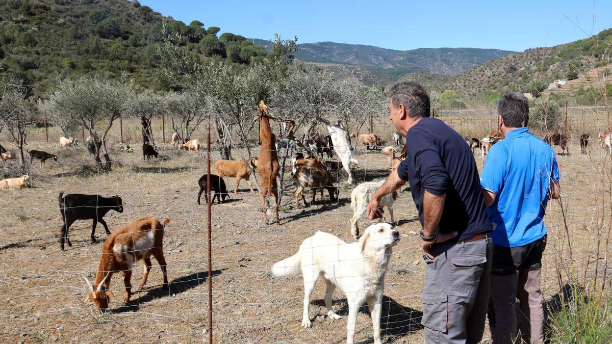 Els ramaders que van ajudar l'Antonio a baixar el ramat des de Portbou.