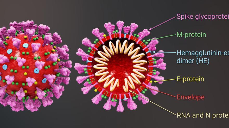 Ein Coronavirus in einer medizinischen Illustration.