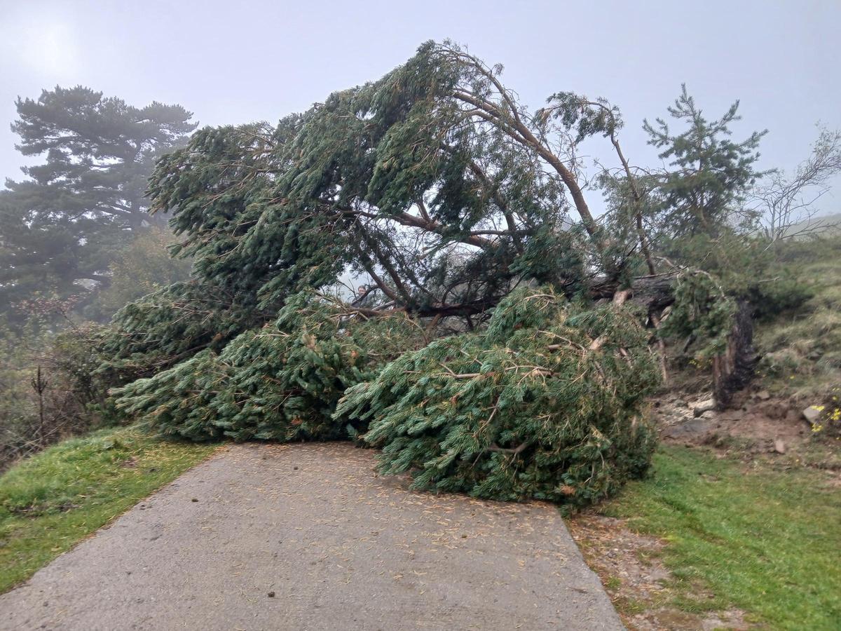 Un arbre tallant el camí que uneix Ribes amb Ogassa, en una acció de "boicot" durant l'any passat.