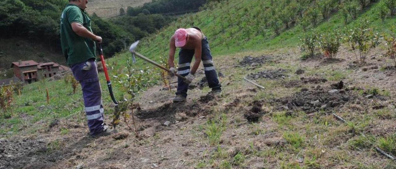 Trabajos de reforestación de la vieja mina de La Braña del Río, de Hunosa.