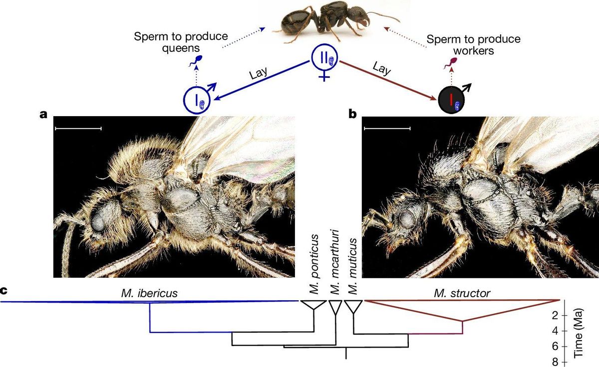 La misma hormia pone dos especies diferentes