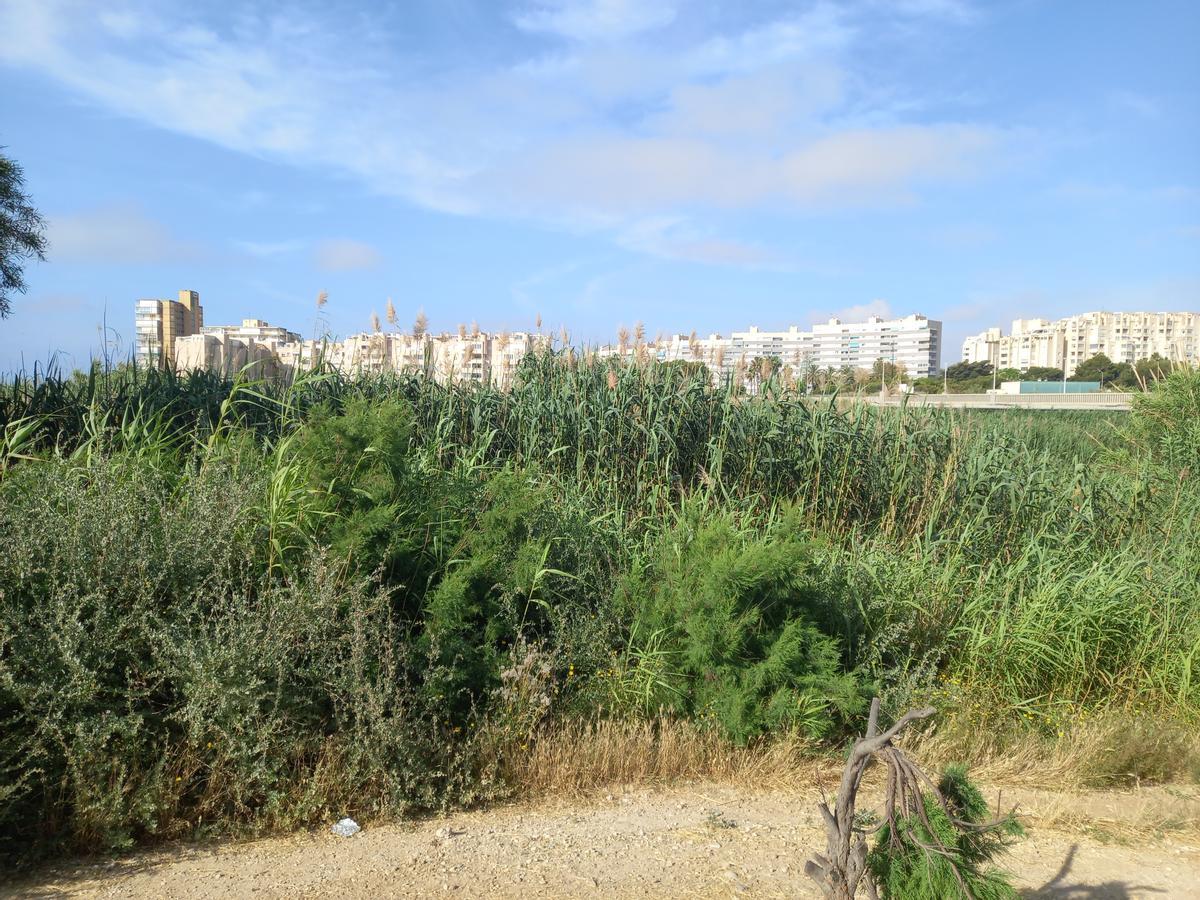 Zona entre la desembocadura y el puente que une las dos playas