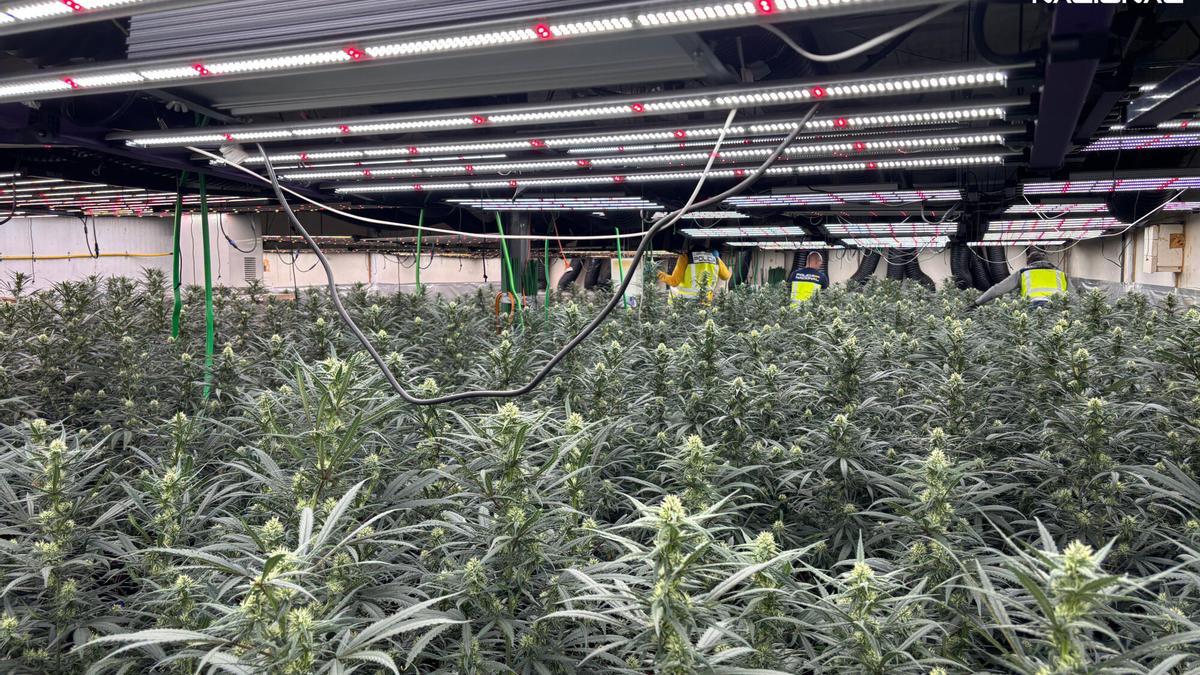 Plantación desmantelada por la Policía Nacional en Santa Eugènia de Berga (Barcelona).