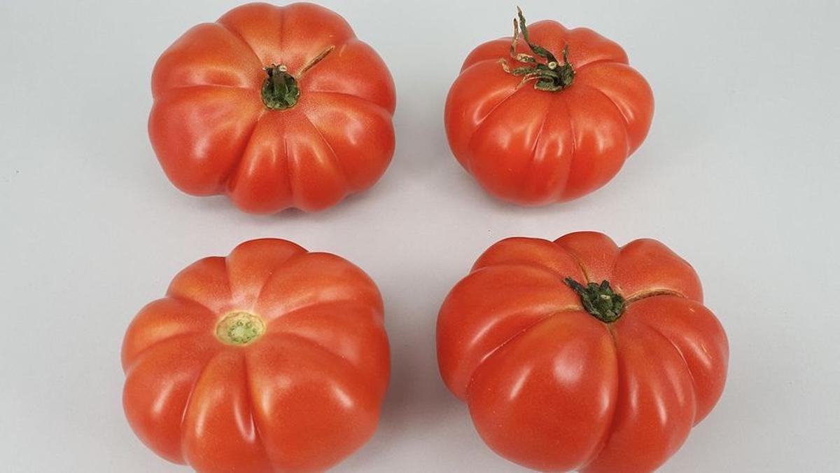 Los tomates Monterosa, perfectos para ensalada.