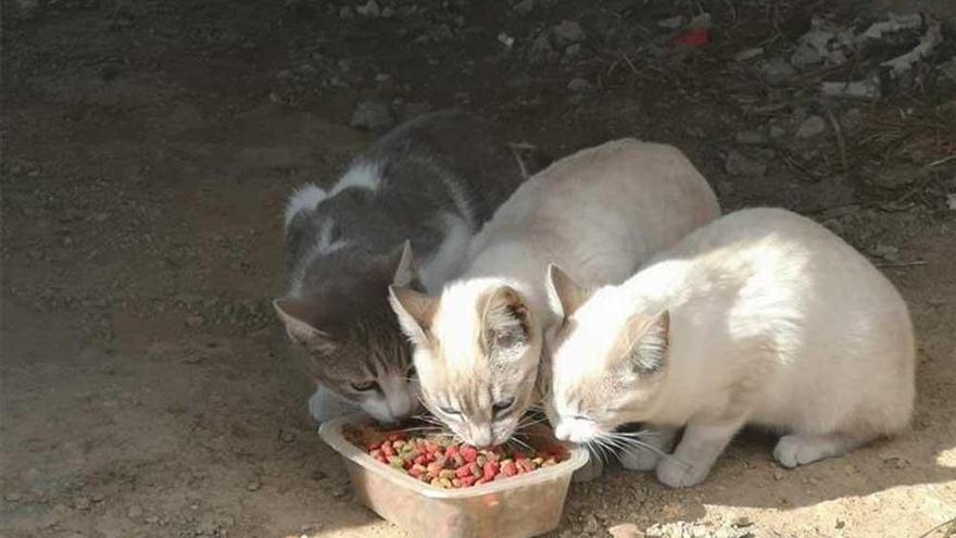 Piden un local para refugiar a la colonia de gatos que vive junto al nuevo hospital