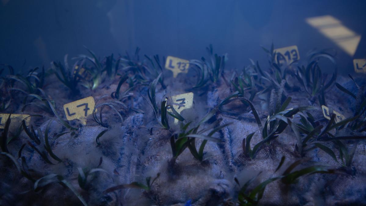 Posidonia ocaenica, en uno de los acuarios. 