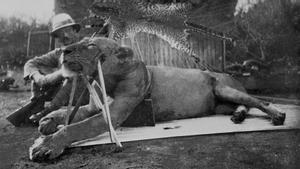 Patterson posa con uno de los dos leones que mató en Tsavo.