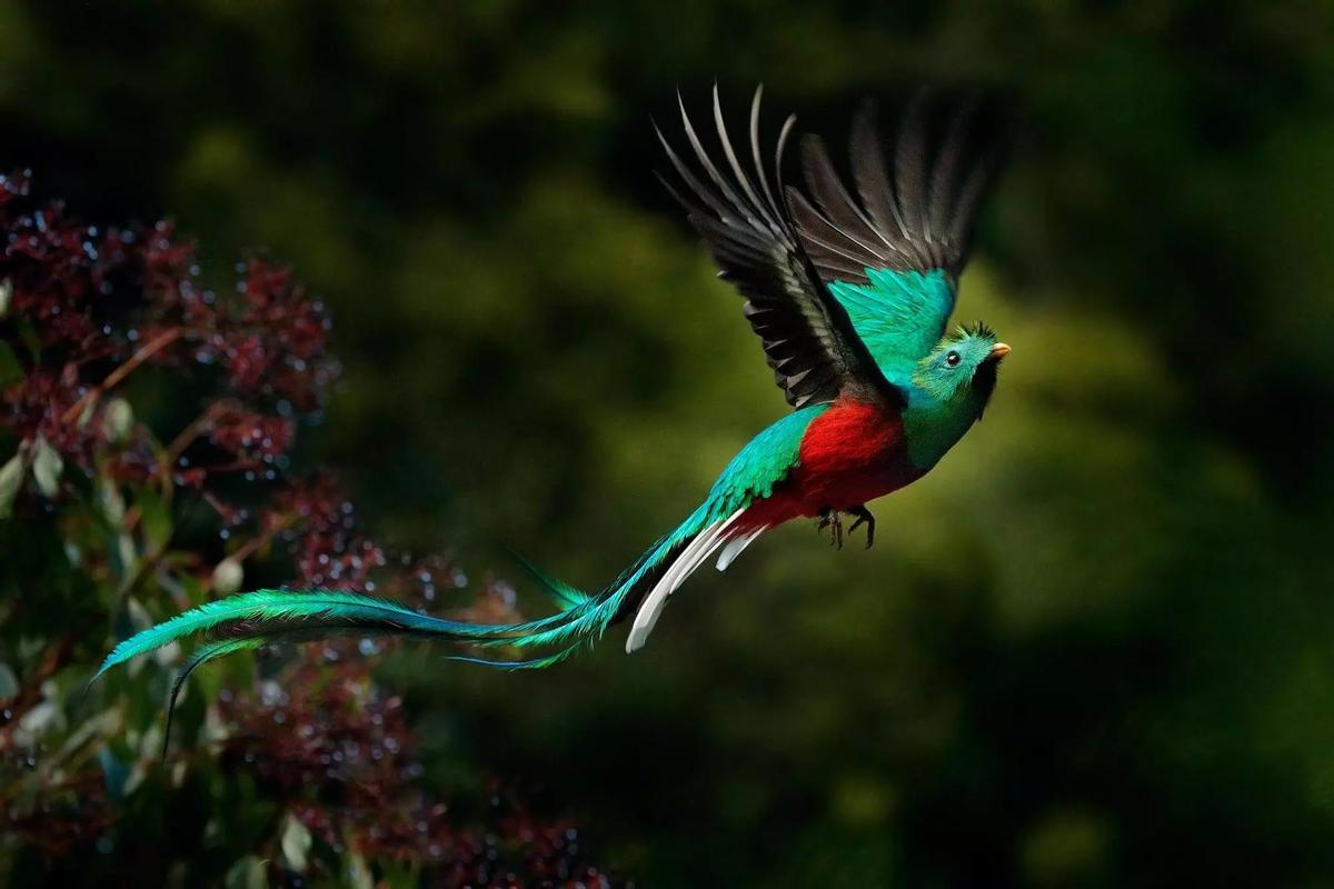 El quetzal resplandeciente en Costa Rica habita principalmente en los bosques nubosos de alta montaña. Los mejores lugares para verlo son San Gerardo de Dota, el Parque Nacional Los Quetzales y la reserva de Monteverde.
