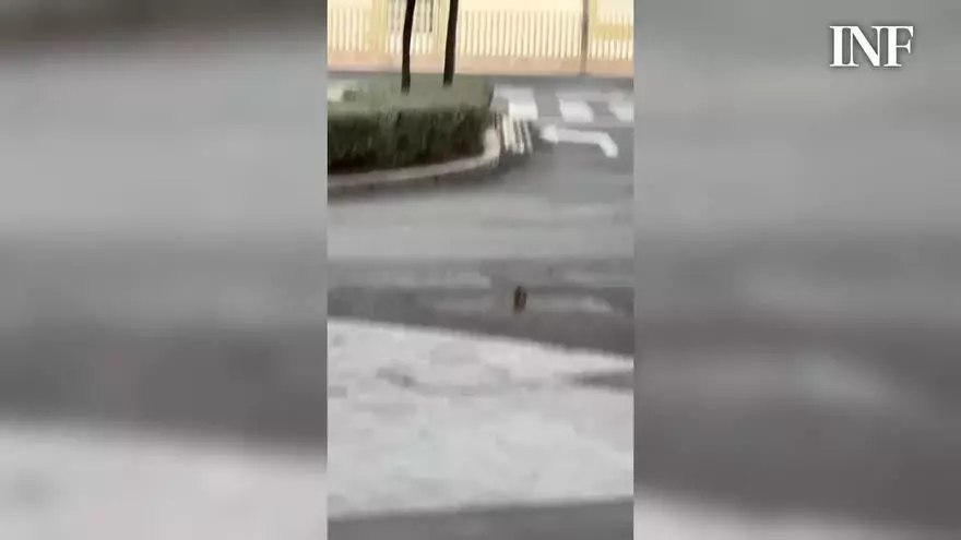 Graban a una rata a plena luz del día por el entorno de la plaza Séneca de Alicante