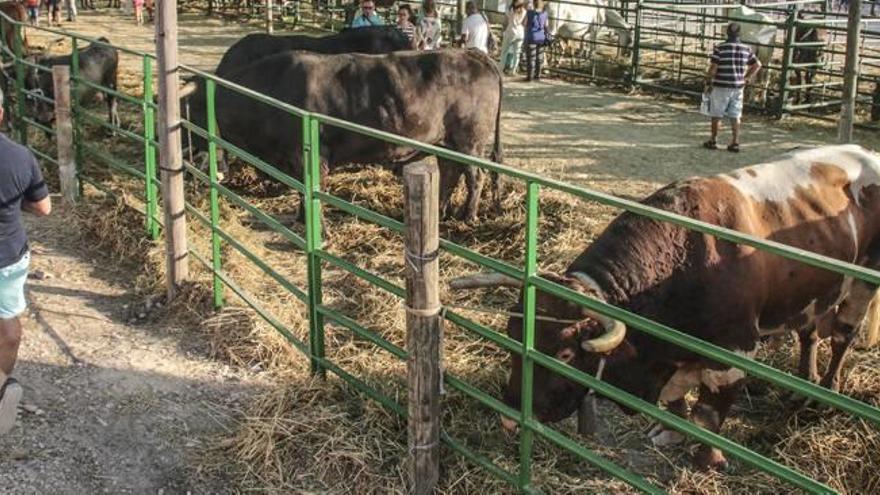 La Feria del Ganado de Dolores crece tras recuperarse en 2015