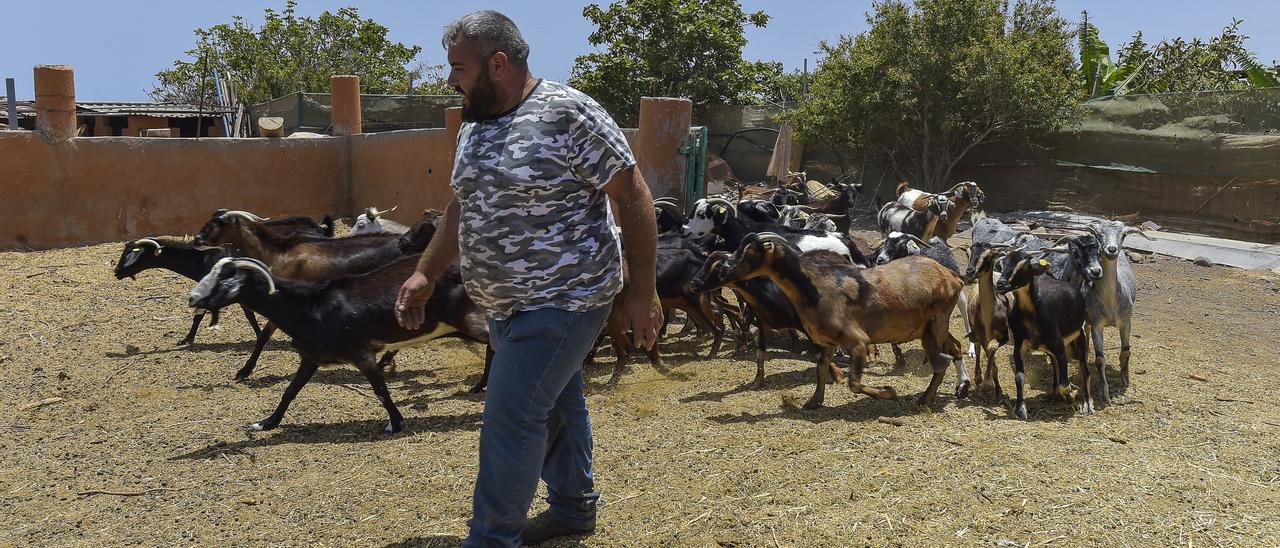 Un ganadero junto a sus cabras en la localidad grancanaria de Agüimes.