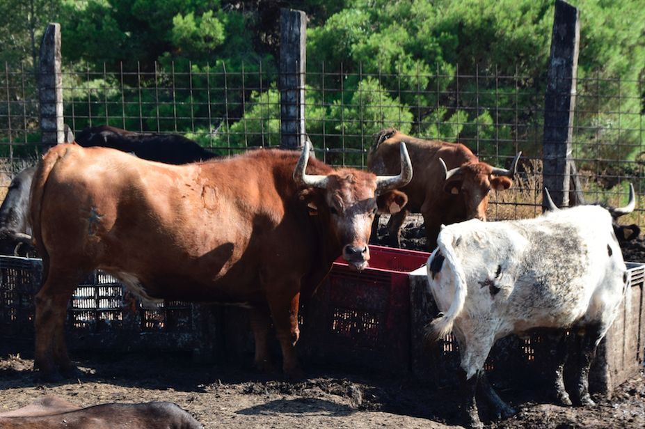 Peris y Machancoses, dos ganaderías de bous al carrer que resisten la falta de festejos