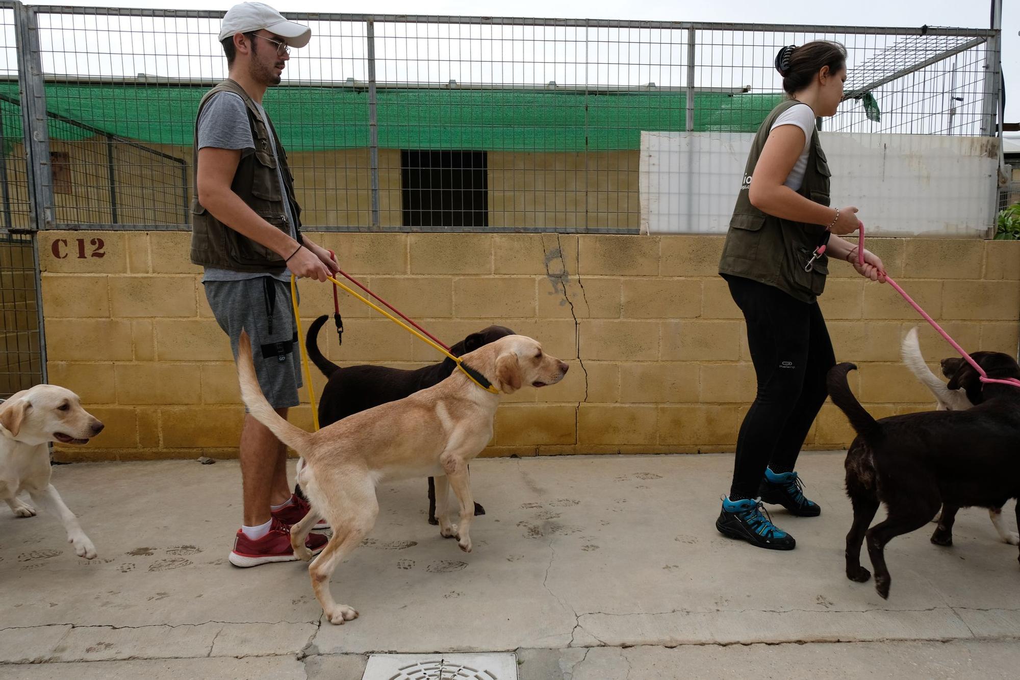 La Protectora de Animales de Málaga, a finales de octubre