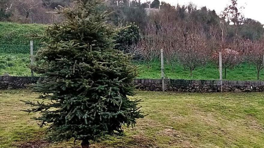 Replantación de árboles navideños | FARO